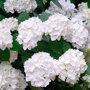 Boerenhortensia wit